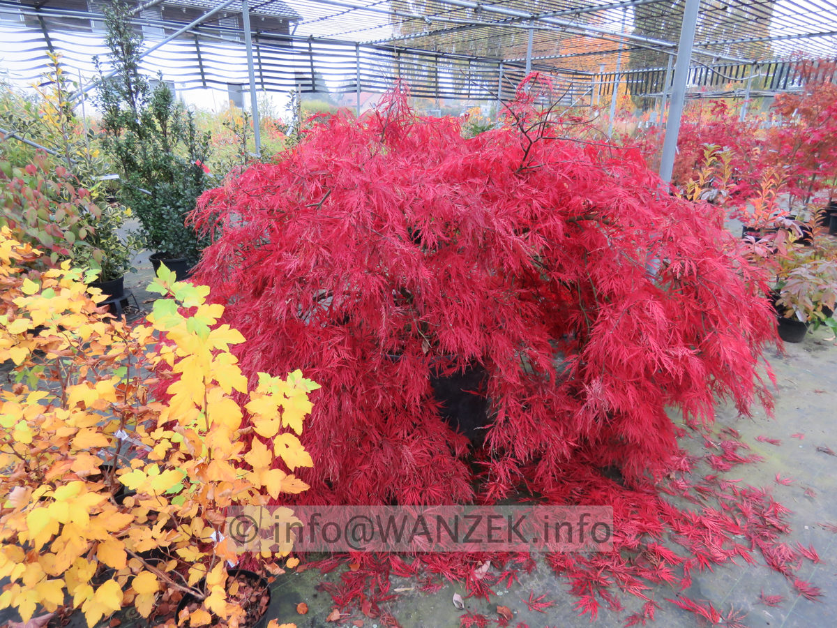 Acer palmatum Dissectum Garnet 3m Herbst.JPG